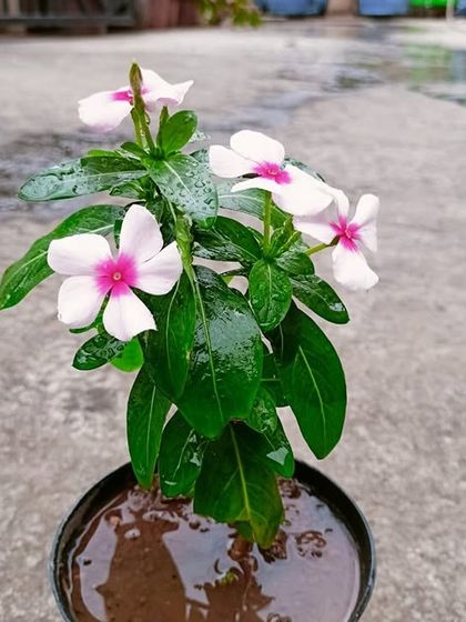 Multiplex Urban Green - Organic Gardening Supplies Grow Your Own Vegetables & Herbs photo 17