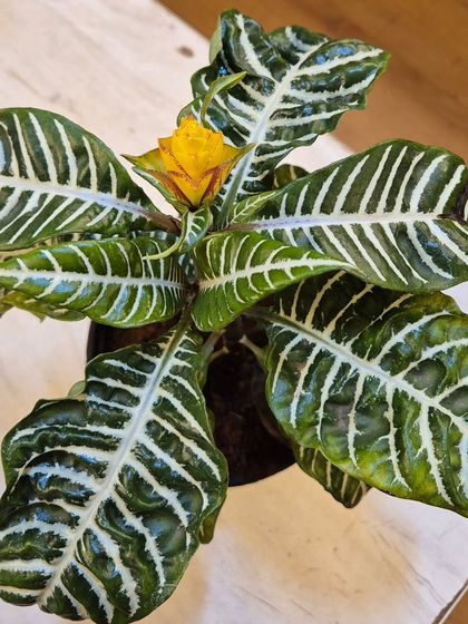 The Zebra Plant is a true showstopper with its dark green leaves and bold white stripes. It loves humidity and indirect light, and when it blooms, it produces a beautiful golden flower, adding a tropical touch to your space.