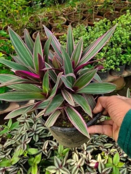 The Rhoeo plant, also known as Moses-in-the-Cradle, has beautiful green and purple leaves. It's a hardy plant that adds great color.