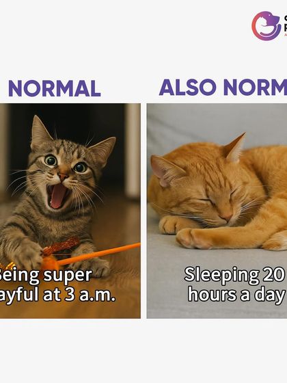 CarryMyPet - Pet Travel & Parenting Consultation The Heart of a Pet Parent photo 35