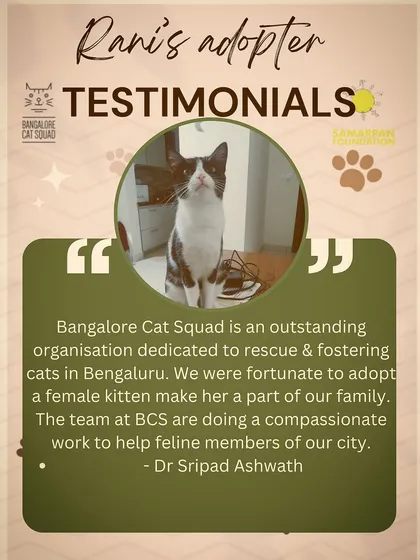Nothing makes my work more rewarding than hearing from happy adopters. This testimonial from Rani's family is a wonderful reminder of the joy a rescue cat brings to a home.