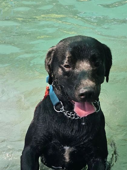 This black Labrador is taking a moment to cool down in the pool, looking completely content.