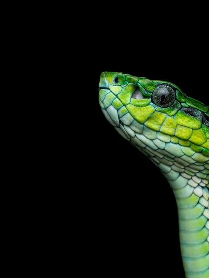 Rainforest Rendezvous: Macro & Herping photo 11