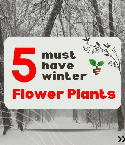 Even in the cold, your garden can be full of color. This image highlights our top five must-have winter flower plants that can transform your space into a beautiful winter oasis.