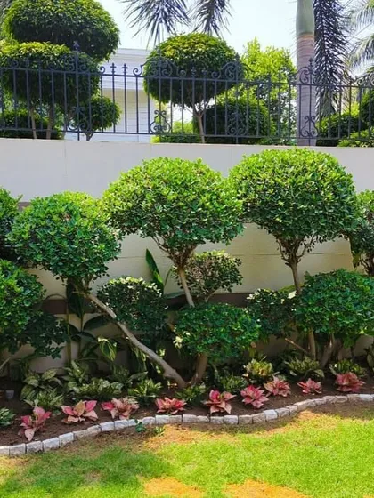 I love creating these lush, layered garden beds. Here, sculpted Ficus topiary trees rise above a colorful carpet of pink and green foliage, creating depth, texture, and year-round interest along a neat lawn edge.