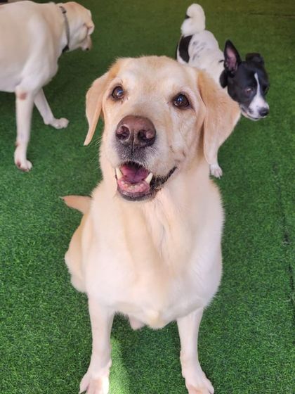 A happy Labrador, the perfect family dog.