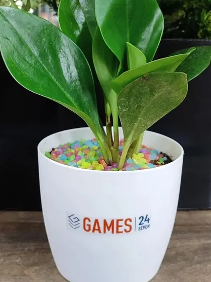 A close-up of a Peperomia plant in a branded pot with colorful pebbles, a cheerful gift for Games 24x7 employees.