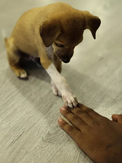A gentle paw-shake that says it all. These small connections are what our events are built on. It's a simple, powerful reminder of the trust and love these animals are ready to give.