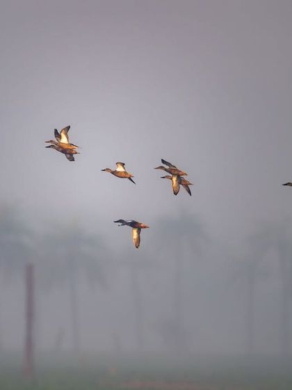 A flock of ducks flying through the fog. The soft light and muted colors give this action shot a painterly quality.