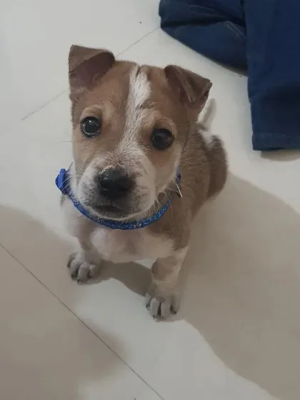 A close-up of Tobasco, the adorable foster puppy. His curious and gentle nature made him a joy to care for.