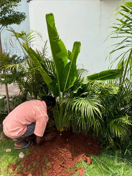 A member of our team planting a large Bird of Paradise. This physical work, connecting with the soil and the plants, is a fundamental part of our craft and our passion.