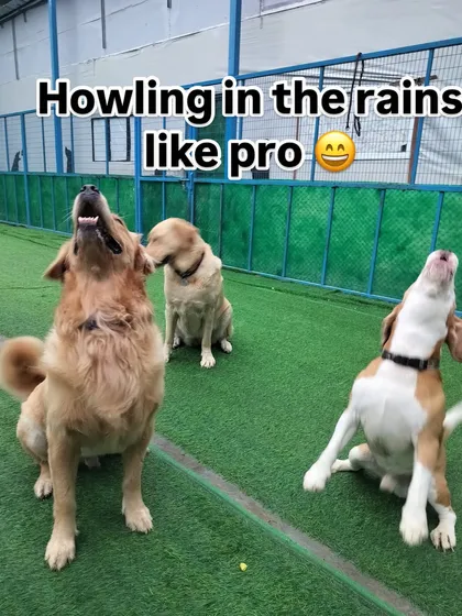 Monsoon season requires extra care. Remember to keep your pup's paws and ears dry to prevent infections, and always provide fresh, clean drinking water.