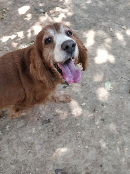 Petspace - Dog Boarding The Happy Faces Gallery photo 8