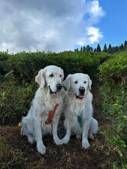 Deepthi - Dog Travel & Adventure Coaching Mountain & Trail Expeditions photo 13