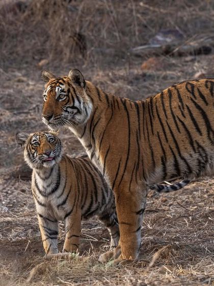 Arrowhead with her young cub. These images are not just photographs; they are a record of a royal bloodline and the continuation of a legacy in Ranthambore.