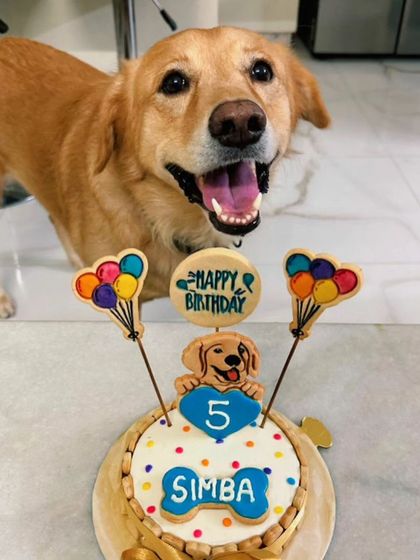 That happy pant says it all. Simba the Labrador is thrilled with his 5th birthday cake, complete with a cookie portrait and balloon toppers.