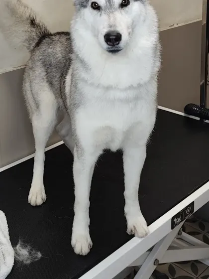 This Husky stands patiently on the grooming table, a testament to our groomers' ability to keep pets calm and comfortable.