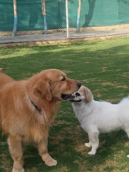 A Golden Retriever and a Pekingese sharing a friendly sniff. It's wonderful to see dogs of different sizes and temperaments getting along so well.