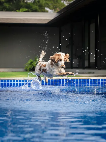 Pure, unfiltered joy in a single leap. Chase the cocker spaniel shows us what it means to live in the moment during his weekend getaway shoot in Alibaug. Action shots like this capture a pet's true spirit.
