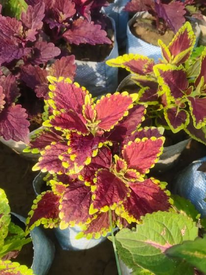 A vibrant Coleus plant with red and yellow leaves. Coleus are grown for their incredibly colorful foliage and come in hundreds of varieties.