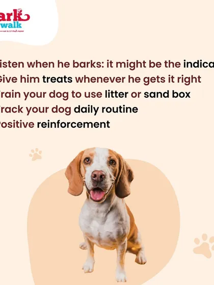 Potty training a puppy can be a challenge, but consistency is everything. This graphic provides some of our go-to tips, like using positive reinforcement and tracking their routine, to help you achieve a clean home.