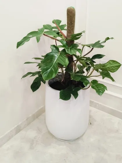 A healthy Philodendron Florida Ghost thriving in a sleek, white FRP planter. We provide complete indoor plant solutions, including a moss stick for support, to add a touch of sophisticated greenery to your home's corners.