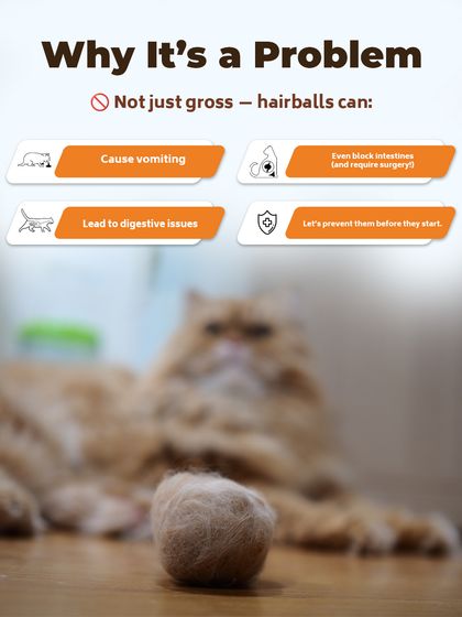 Augie Pets - Pet Grooming Services Seasonal & Health Care Guides photo 19