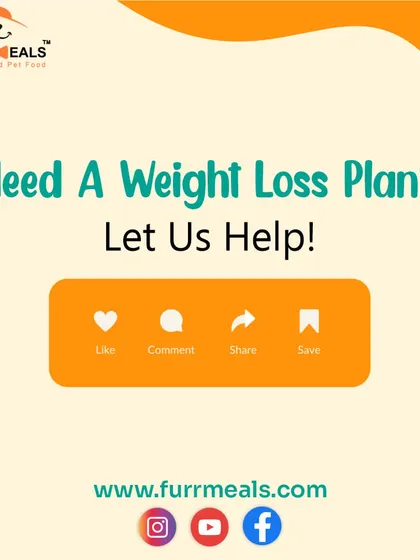 This collection of infographics and product shots provides a comprehensive guide to understanding, preventing, and managing dog obesity with my specialized diet plans and responsible treating tips.