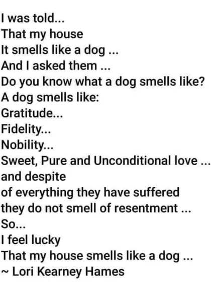 Someone said my house smells like a dog. I say I'm lucky. A dog smells like gratitude, fidelity, and unconditional love. They don't smell of resentment, despite everything they have suffered.