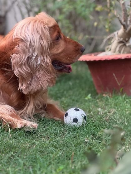 Posto with his favorite soccer ball, enjoying a quiet moment in the grass.