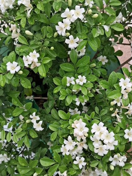 Bhardwaj - Urban Gardening Consultation A Riot of Colorful Flowers photo 200