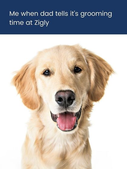 Zigly - Professional Pet Grooming & Spa The Complete Grooming Experience photo 5