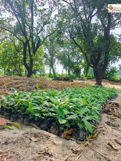 Rows of saplings being nurtured at our Uldeypur nursery. This is where young plants are cared for until they are strong enough to be planted out in the field, ensuring a higher survival rate.