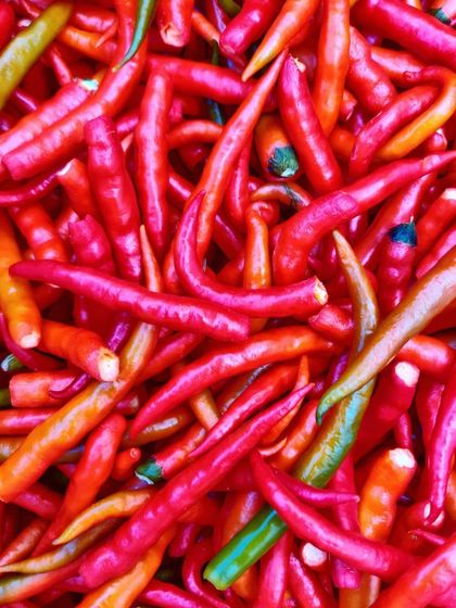 Vibrant red chillies, ready to be made into a fiery pickle or ground into masala. The colour is all natural.