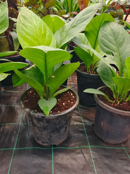 These are young Anthurium plants, known for their bright, heart-shaped flowers. Even before they bloom, their large, glossy green leaves make them an attractive indoor plant.