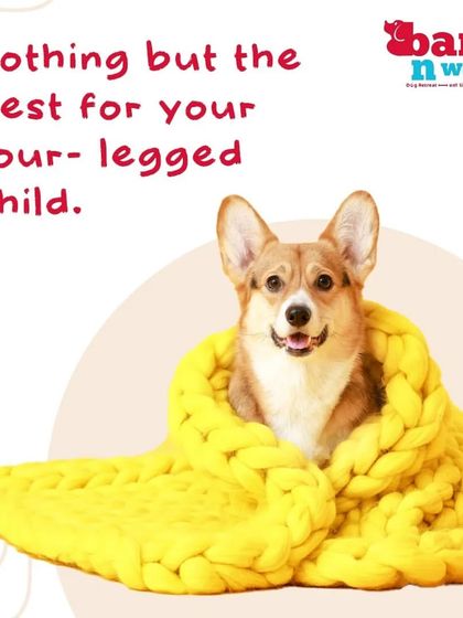 We provide nothing but the best for your four-legged child, especially during Delhi's winters. Our cozy cabins ensure they stay warm and comfortable throughout their stay.