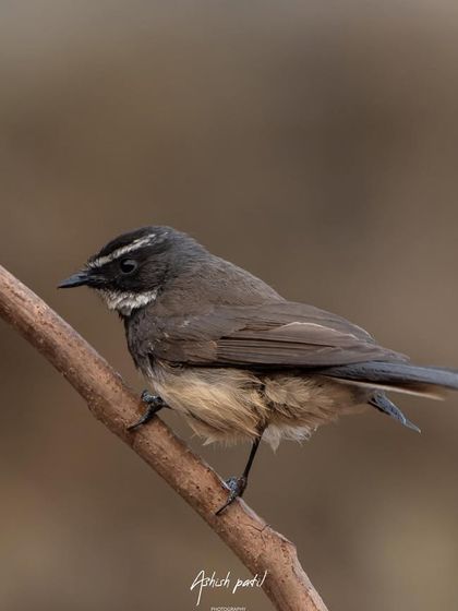 A White-throated Fantail, known for its habit of fanning its tail while flitting through the undergrowth.