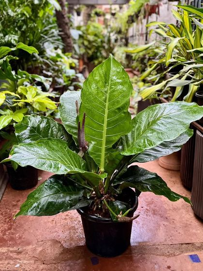 Colorful & Exotic Foliage photo 15