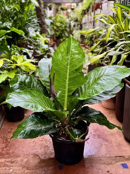 We are big fans of big leaves. This is one of our personal favorites, the Anthurium Hookeri. Its beautiful, broad leaves can grow up to five feet in length as it matures, making it a true statement piece.