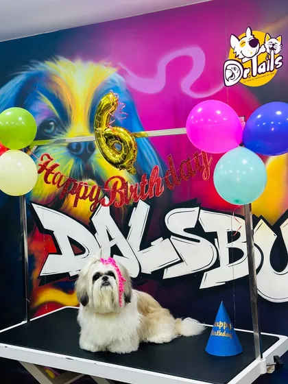 This little superstar, Caesar the Shih Tzu, is celebrating his 6th birthday. I love creating these personalized photo moments on my grooming table stage, right in front of our custom graffiti wall.