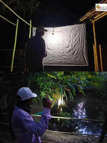 Our team explores the site at night with flashlights during National Moth Week. We are constantly observing and documenting the life in our created forests, day and night.