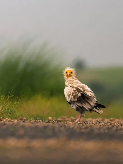 A full-body portrait of an Egyptian Vulture on a country road, its unique white and yellow features on full display.