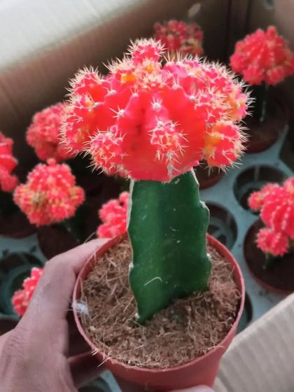 Our Nursery & Plant Collection photo 7