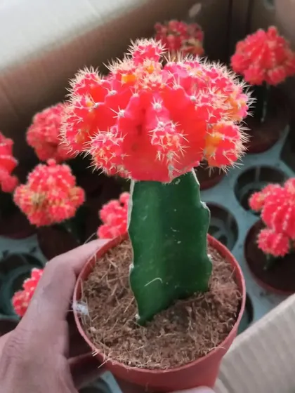 A bright red Moon Cactus, one of the many types of cacti and succulents we offer for desks, windowsills, and small decorative pots.