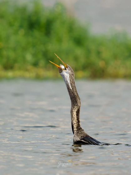The darter prepares to catch the fish it has tossed in the air, its beak wide open.