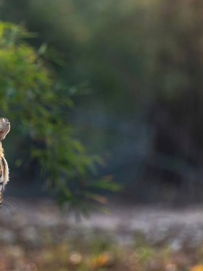 Tigers of India's Jungles photo 80