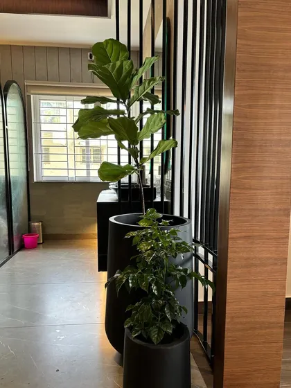 Another view of the Fiddle Leaf Fig and China Doll plant combination in a restaurant setting. The sleek, dark pots complement the modern interior design while the plants add organic texture.