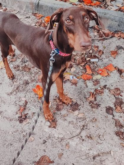 PL Paws - Animal Rescue & Rehabilitation Ready for a Home: Meet Our Adoptable Dogs photo 14