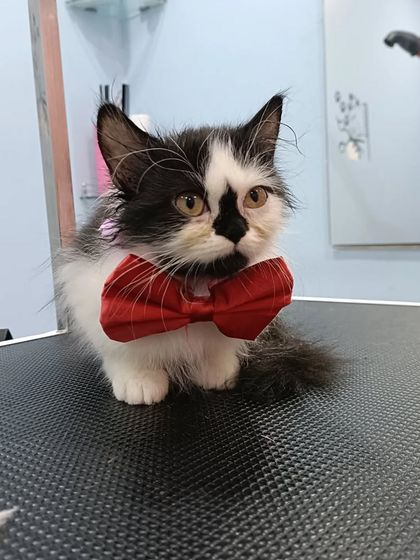 Mamppi Deb - Pet Grooming & Styling Feline Friends: Cat Grooming photo 19