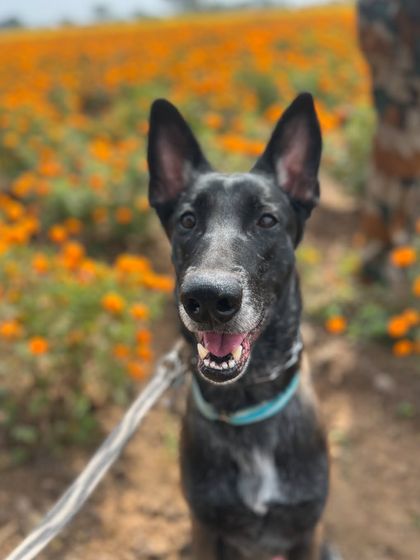 A close-up of Raja, the Belgian Malinois. Once highly reactive, he is now able to remain calm and composed. This transformation is a testament to the hard work of my trainers and his dedicated handlers.